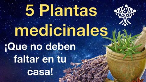 Plantas Medicinales Que No Deben Faltar En Tu Casa Youtube