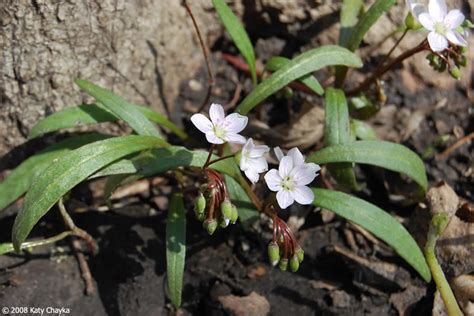 Claytonia virginica (Virginia Spring Beauty): Minnesota Wildflowers