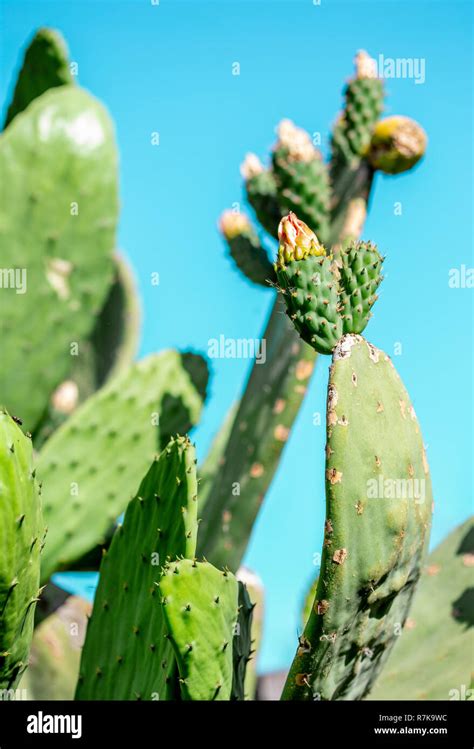 Mexican cactus. Tuna fruit. Cactus leaves Stock Photo - Alamy