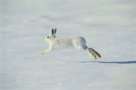 Snowshoe Hare Tom 600 Aka Varying Hare Running Across