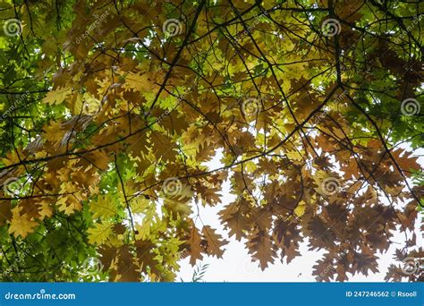 Oak Foliage Turning Yellow In Autumn During Leaf Fall Stock Photo