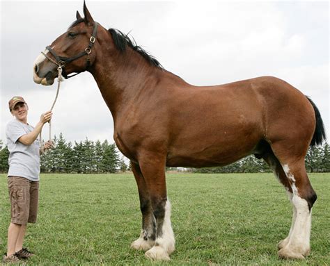 Poe O Maior Cavalo Do Mundo Mdig