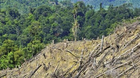 Perambahan Hutan Produksi Di Desa Nalo Mencapai 300 Hektar Lebih