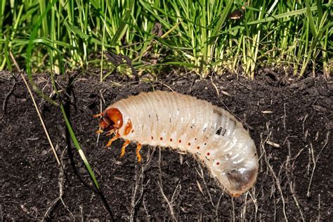 Comment se débarrasser des vers blancs dans le gazon