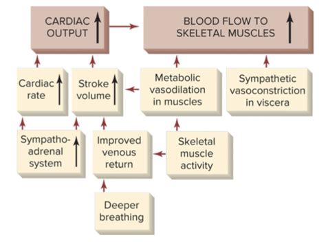 Lecture 14 Muscle Blood Flow Flashcards Quizlet