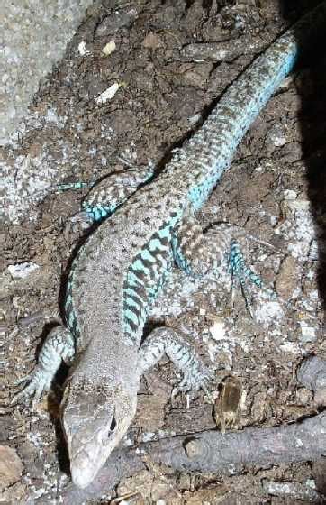 Ameiva Undulata Photo Reptarium