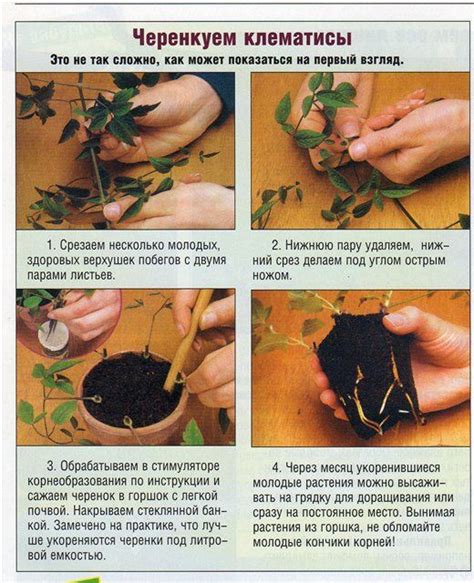РАЗМНОЖЕНИЕ В ПЛАСТИКОВЫХ БУТЫЛКАХ. КЛЕМАТИСЫ. | Садоводство, Сад, Растения