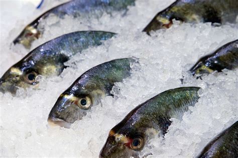 Frozen Fish Trade Finance - An Icy Market