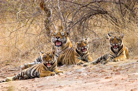 The Fascinating History Of Tigers In Ranthambore National Park