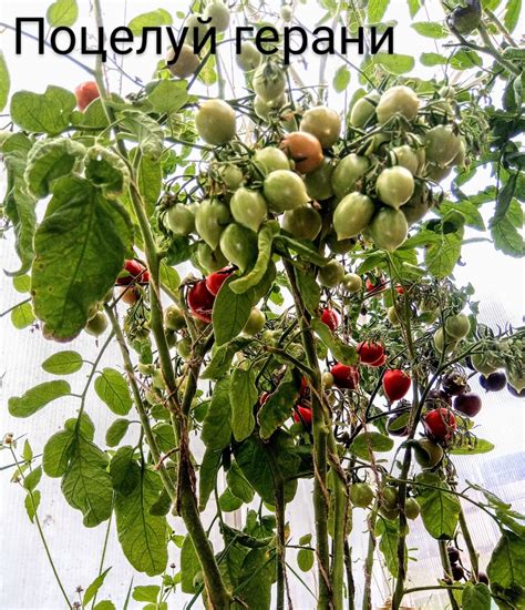 Томат Черная красавица: ОТЗЫВЫ (8), фото, урожайность | tomatland.ru