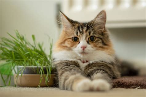 It's All About That Calico Cat | Veterinary Blog for Los Angeles ...