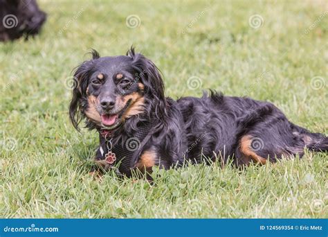 Dachshund Adult Dog Stock Photo Image Of Small Beautiful 124569354