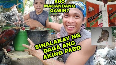 Sinalakay Ng Daga Ang Aking Pabo Anong Maganda Nitong Gawin