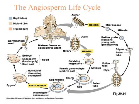 Angiosperm Reproduction Ppt Video Online Download