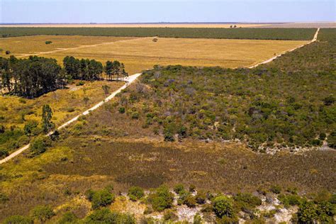 Desmatamento no Cerrado cresce 32 em 2022 mostra relatório do Ipam