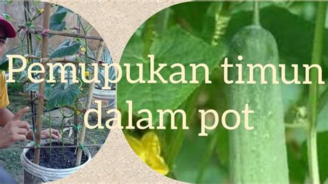 Cara Tanam Timun Dalam Pot Bag How To Grow Cucumbers In Pots Part