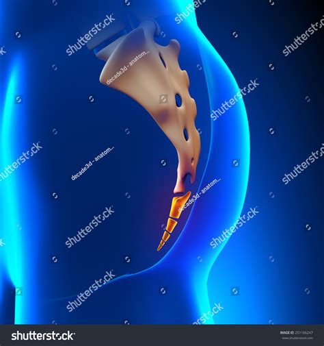 Coccyx Bone Anatomy Stock Illustration 251166247