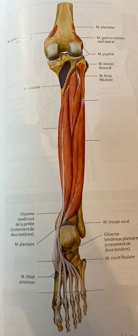 Diagram of Muscle de la loge postérieure de la jambe Plan profond