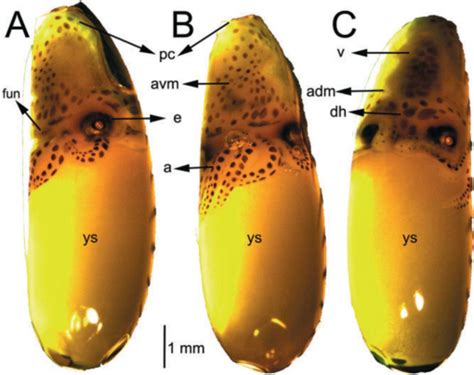 Embryonic Development and Fecundity of the Pacific Pygmy Octopus ...