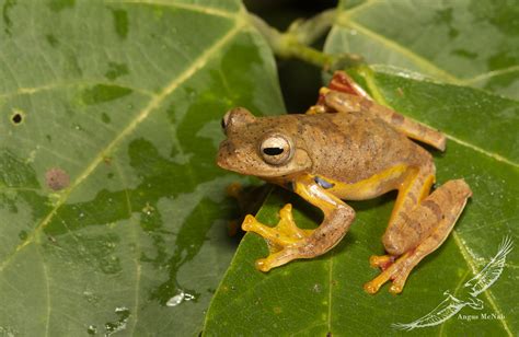 Rhacophorus Rhodopus Rhacophorus Rhodopus Angus McNab Flickr