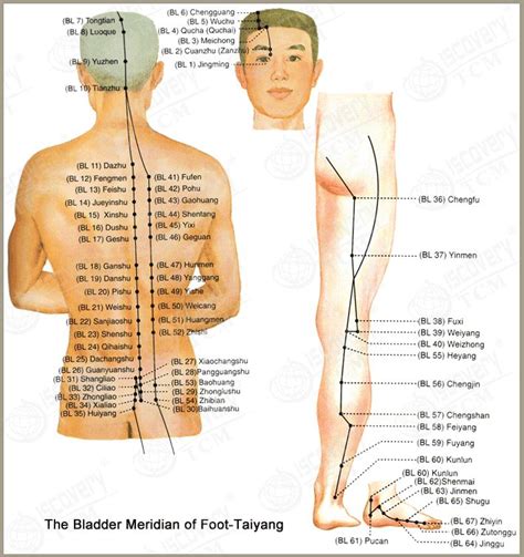 Bladder Meridian Meridian Acupuncture Acupuncture Reflexology