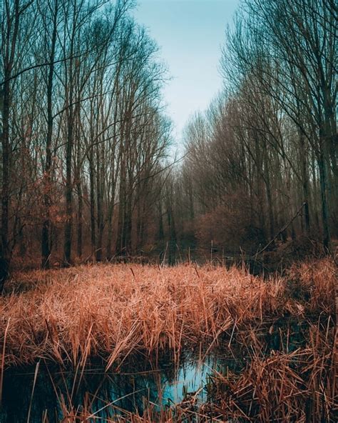 Imagen gratis pantano desierto orilla del río árboles paisaje