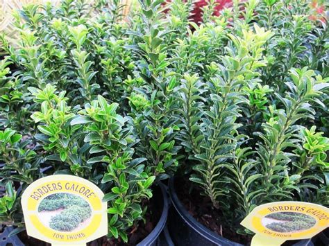 Euonymus Japonicus Microphyllus Tom Thumb Wholesale Nursery Nurseries In Melbourne Sydney