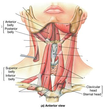 Neck Diagram | Quizlet