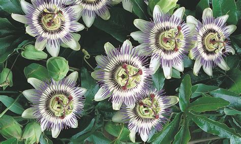 Passion Flower Mixed Collection 1 Or 3 Potted Plants Groupon