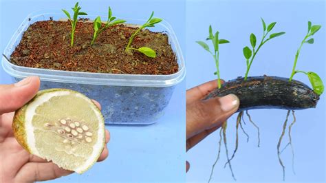 How To Grow Lemon Tree From Seeds Easily At Home Grow Lemon Tree From