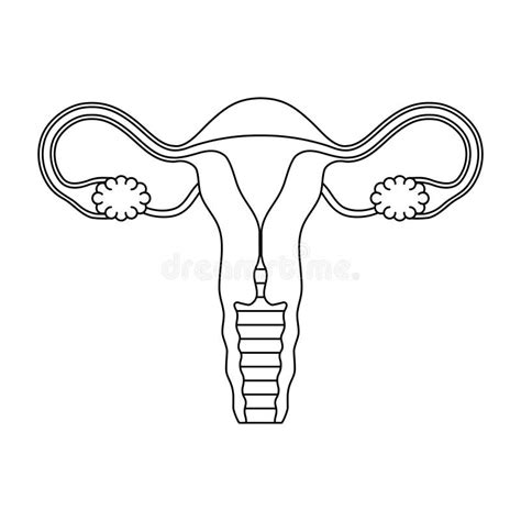 The Cervix Stock Vector Image 43799236