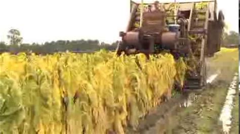 Georgia S 2013 Tobacco Harvest Smaller Later Than Normal Youtube