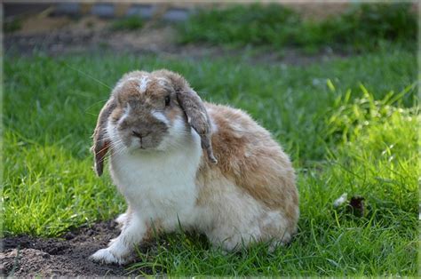 Le Torticolis Chez Les Lapins Et Rongeurs Wanimov To