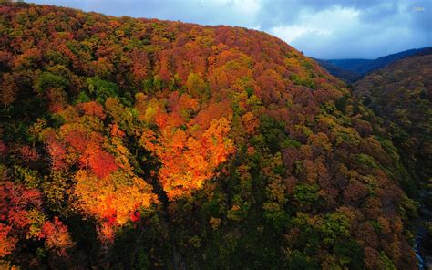 Autum Trees Nature Landscape Leaf Leaves Wallpapers Hd Desktop