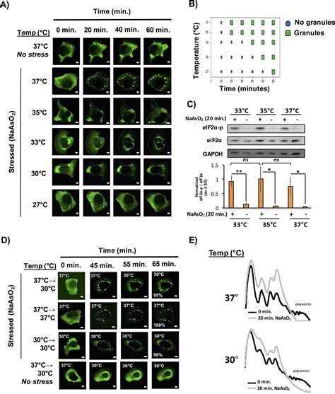 Distinct Stages In Stress Granule Assembly And Disassembly ELife