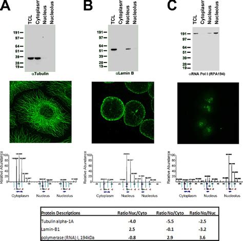 Figure From A Quantitative Proteomics Analysis Of Subcellular