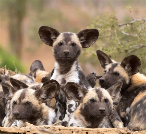 African Wild Dog Puppies