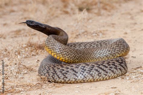 Inland Taipan Stock Photo | Adobe Stock