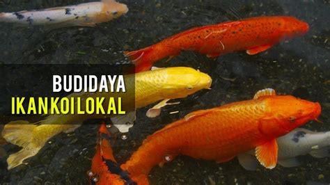 Peternakan Ikan Koi Lokal Di Toko Akuarium Laksana Bandung Youtube