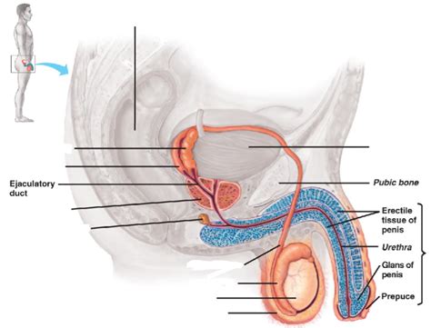 Biology Pre Ap Unit 13 Parts Of The Male Reproductive System Side View Diagram Quizlet