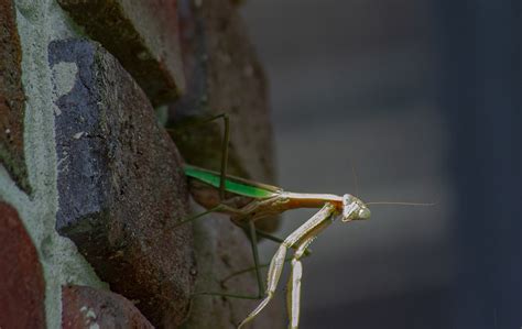 Bug Mantis Insect - Free photo on Pixabay - Pixabay