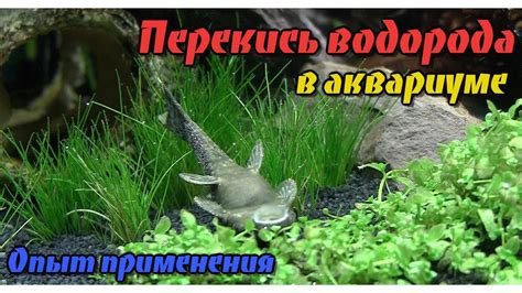Перекись водорода для аквариума | Аквариум для начинающих | Отравление ...