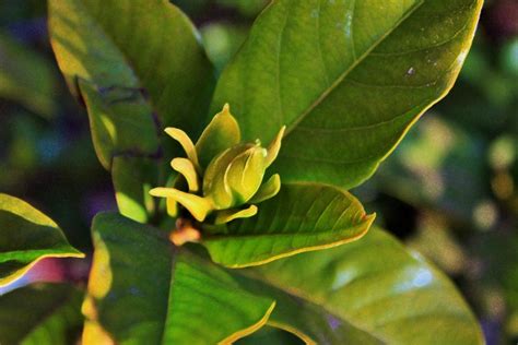 Gardenia Bud Free Stock Photo Public Domain Pictures