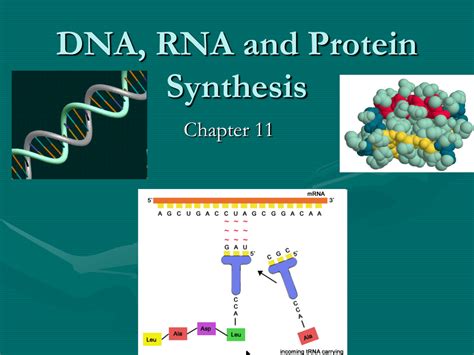 DNA, RNA and Protein Synthesis