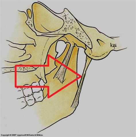 Temporomandibular Joint Flashcards Quizlet