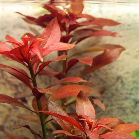 Ludwigia Repens Rubin Minipura Aqua