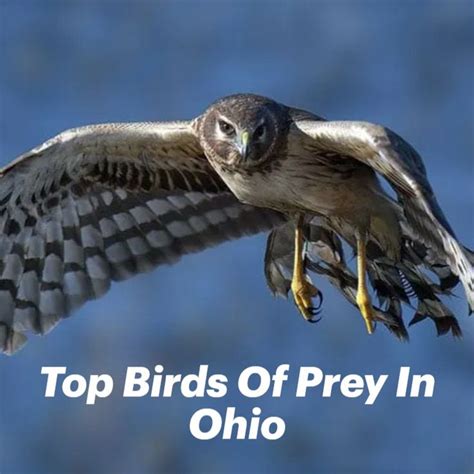 Top Birds Of Prey In Ohio | Birds of prey, Prey, Birds