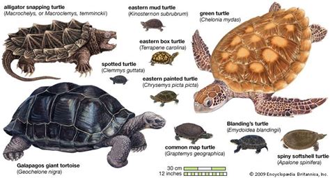 turtle | Species, Classification, & Facts | Britannica.com