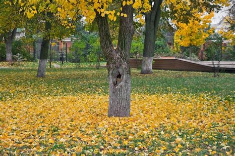 Folhas amarelas caídas sob a árvore na grama verde Conceito de