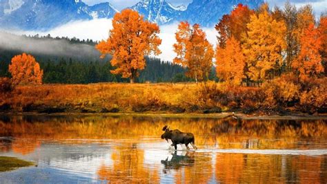 Moose in the Snake River (Grand Teton National Park) - backiee